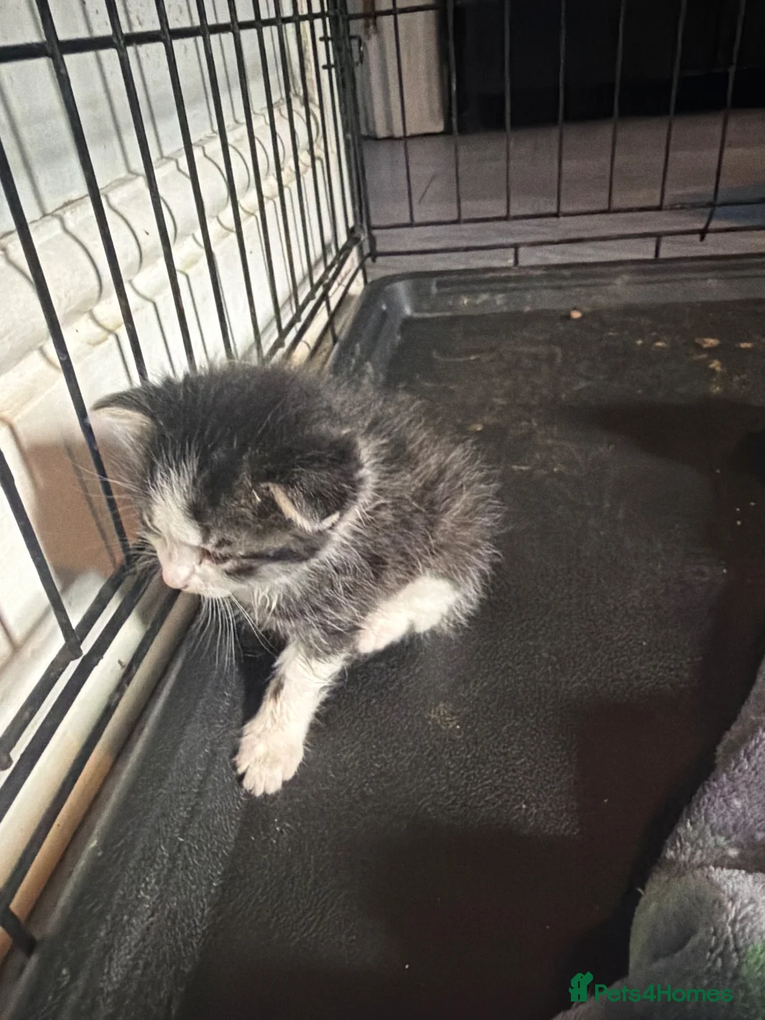 Mixed Breed cats for sale: Mix between pesion and tabby  in Wednesbury - Advert 2