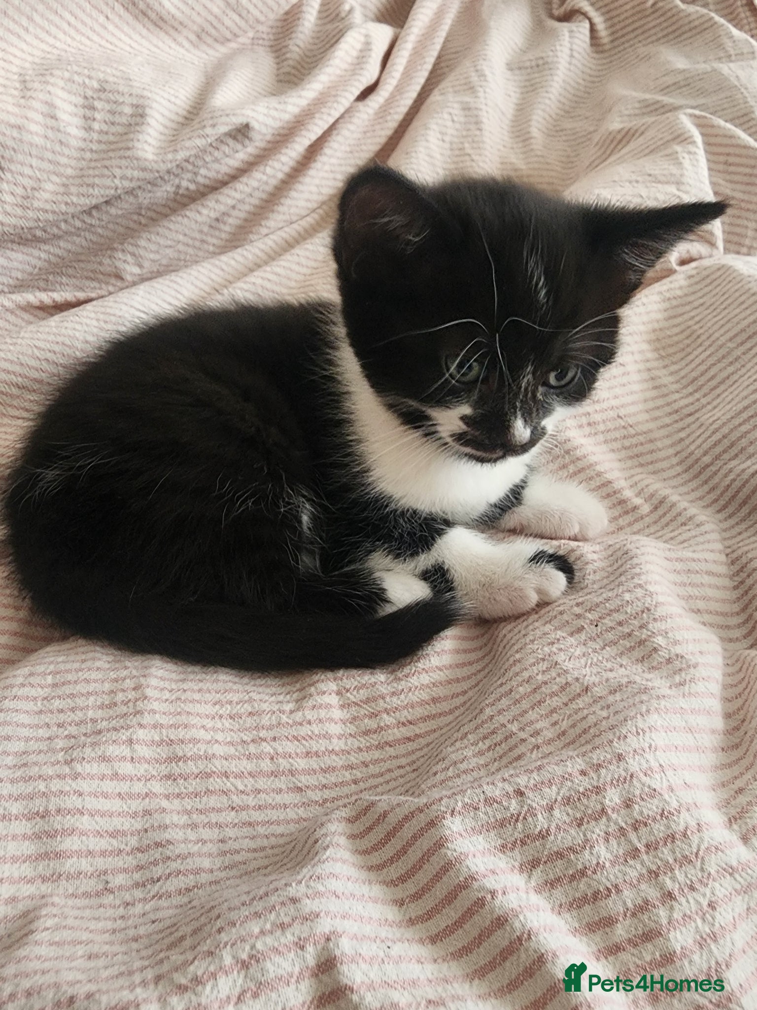 Mixed Breed cats for sale: 2 little Tuxedo new born kittens - Advert 6