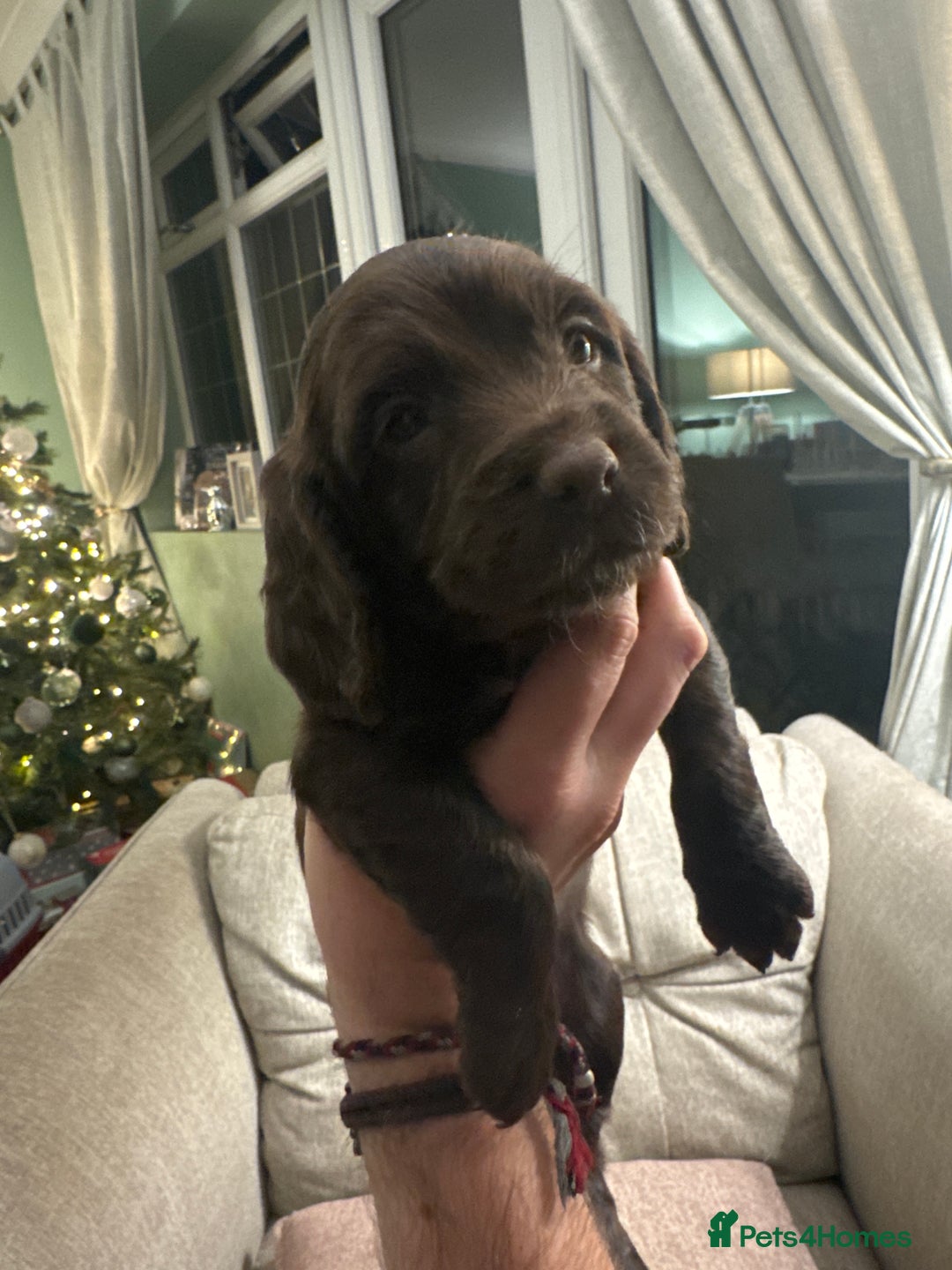 Cocker Spaniel dogs for sale: Litter of Cocker Spaniels ready for New Year - Advert 30