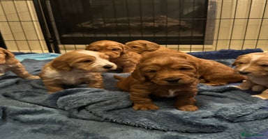 Mixed Breed dogs Australian Labradoodle puppies - Advert 6