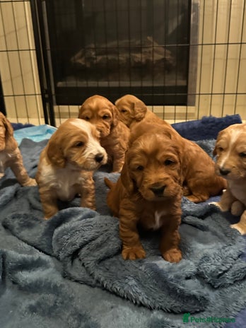 Mixed Breed dogs - Advert 1