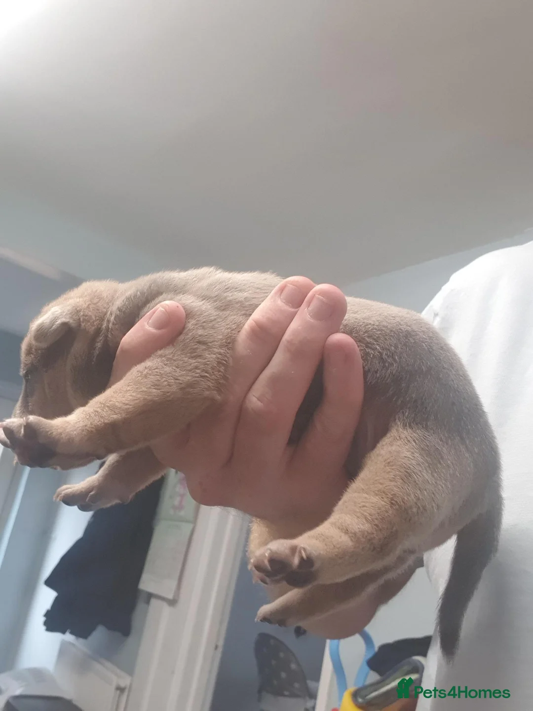 Mixed Breed dogs for sale: Staffie cross shar pei - Advert 11