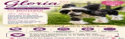 Chinese Crested dogs for adoption: 🐾 Gloria – Female Chinese Crested Dog 🐾 - Advert 2