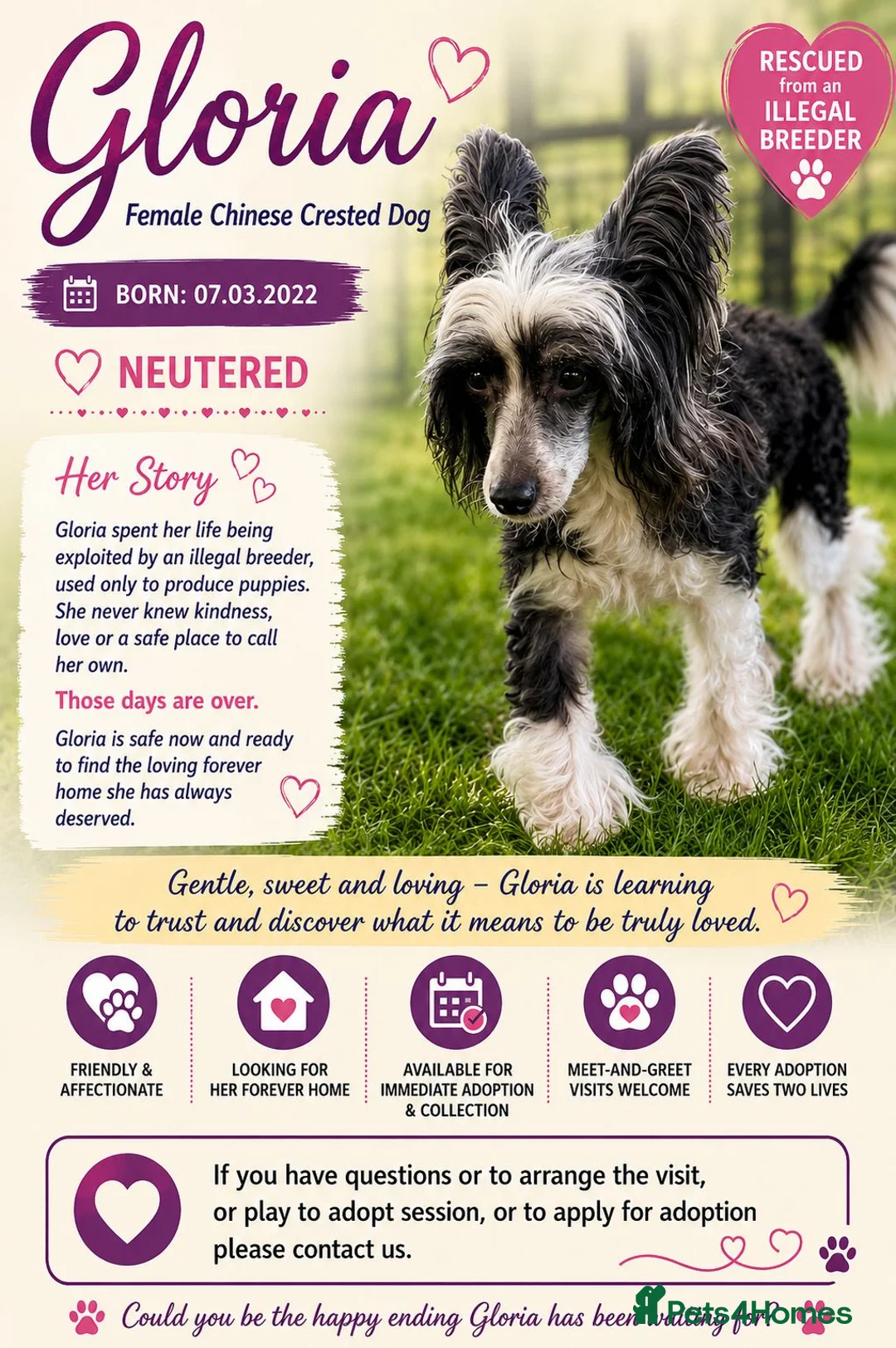 Chinese Crested dogs for adoption: 🐾 Gloria – Female Chinese Crested Dog 🐾 - Advert 2
