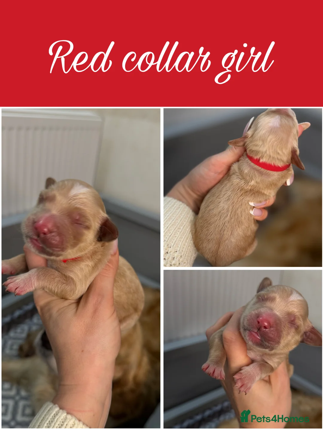 Goldendoodle dogs for sale: Top Quality F1 Bicolour Goldendoodle  - Advert 10