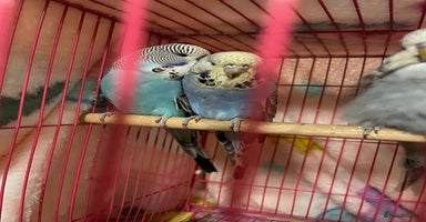 Budgerigars birds in Knutsford - Advert 9