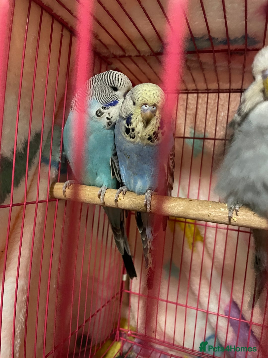 Budgerigars birds for sale: Baby Budgies’s xx males and females available  in Knutsford - Image 4