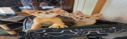 Abyssinian cats for sale: Abyssinian Kittens HCM Clear | Champion Bloodlines - Advert 4