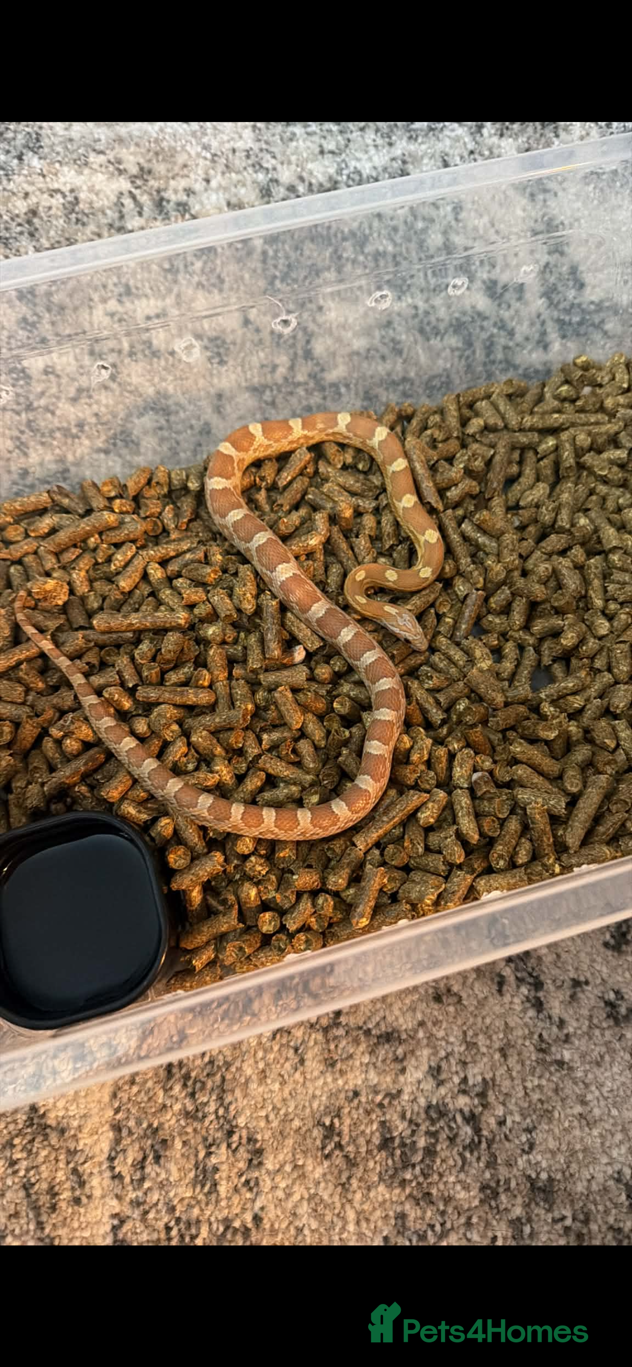 Corn Snake reptiles Corn snake in Rowley Regis - Advert 1