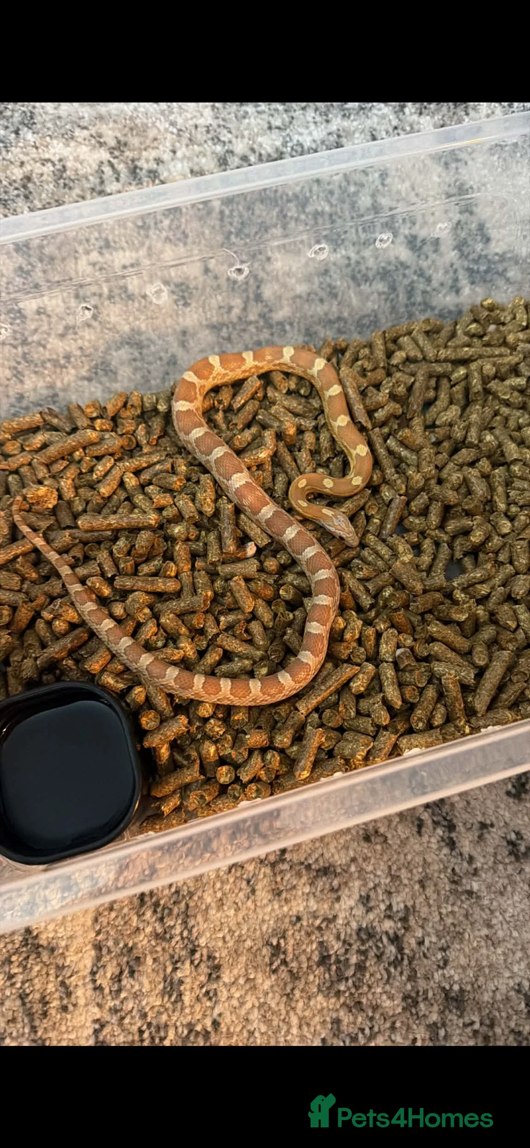 Corn Snake reptiles for sale: Corn snake in Rowley Regis - Advert 1