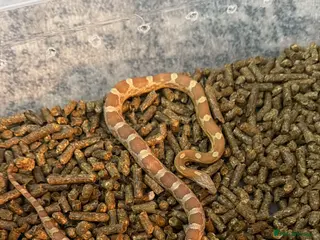 Corn Snake reptiles Corn snake in Rowley Regis - Advert 7