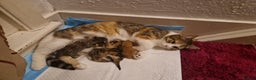 Domestic Shorthair cats for sale: Kittens for sale - Advert 5