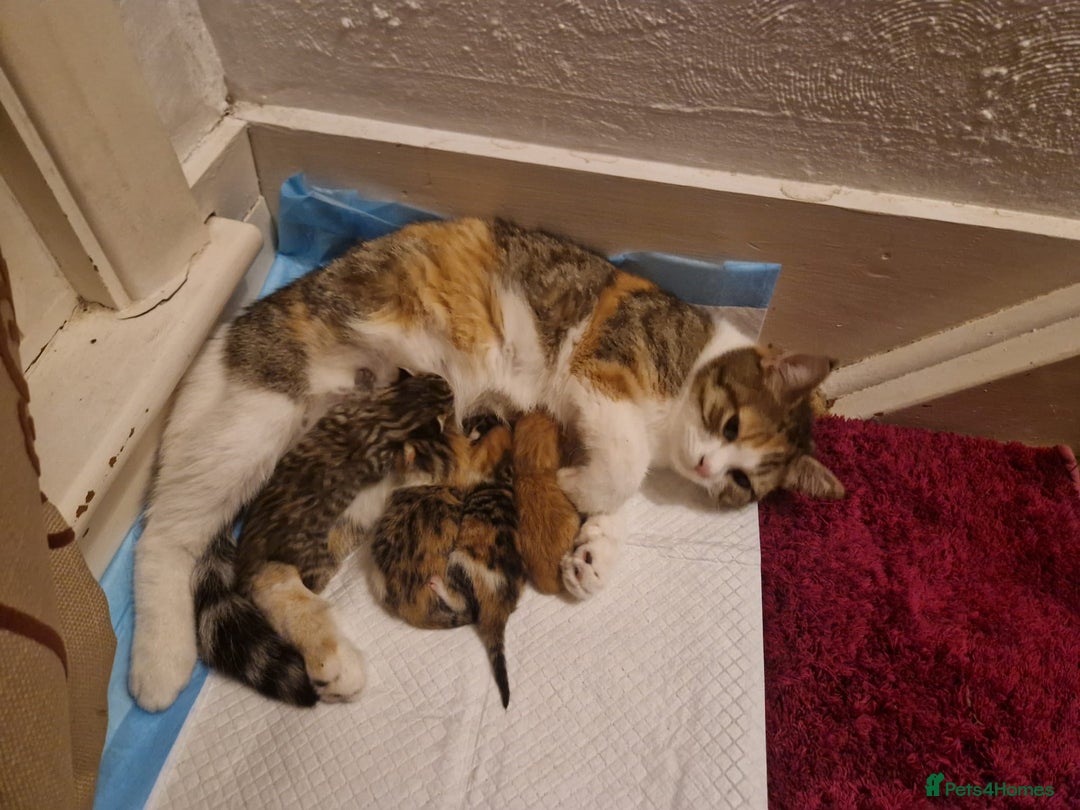 Domestic Shorthair cats for sale: Kittens for sale - Advert 5