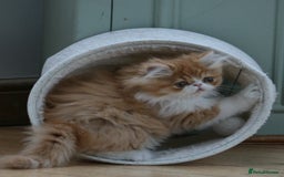 Persian cats for sale: Fluffy Persian Exotic kittens - Image 6