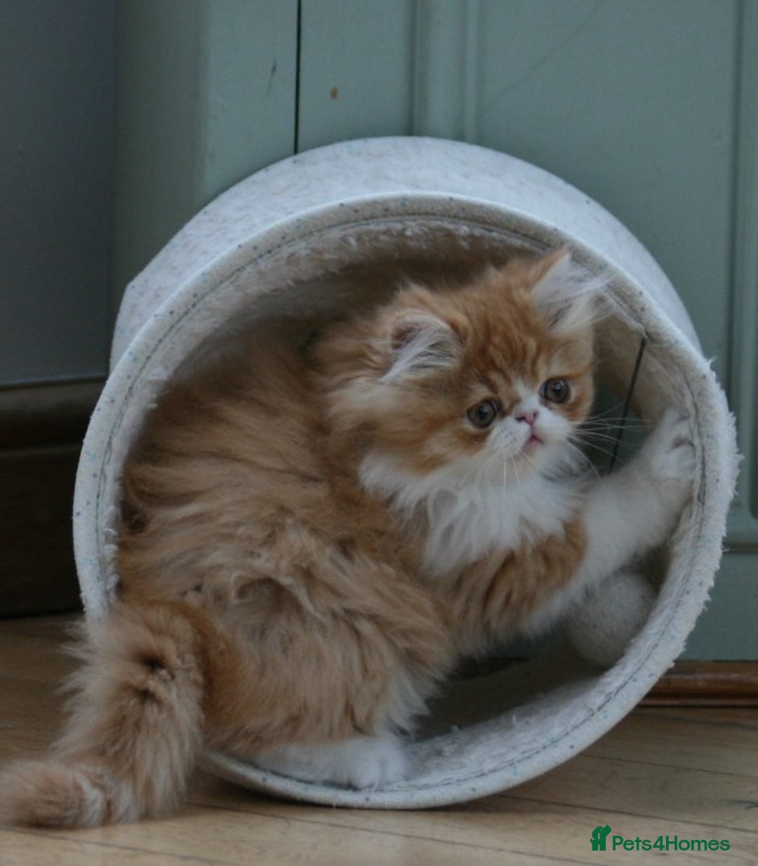 Persian cats for sale: Fluffy Persian Exotic kittens - Image 6