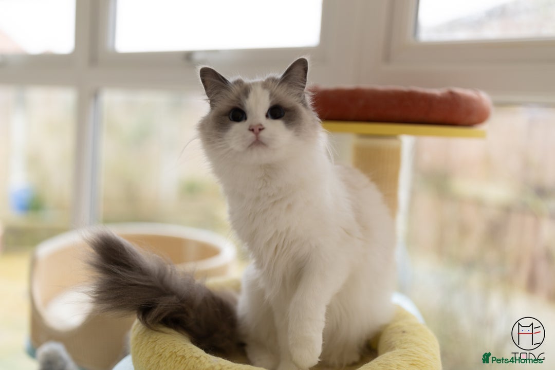 Ragdoll cats for sale: GCCF Sweet Ragdoll girl champion line - Image 2