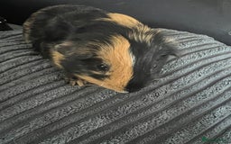 Guinea Pig rodents for sale: beautiful boy and girl  - Image 3