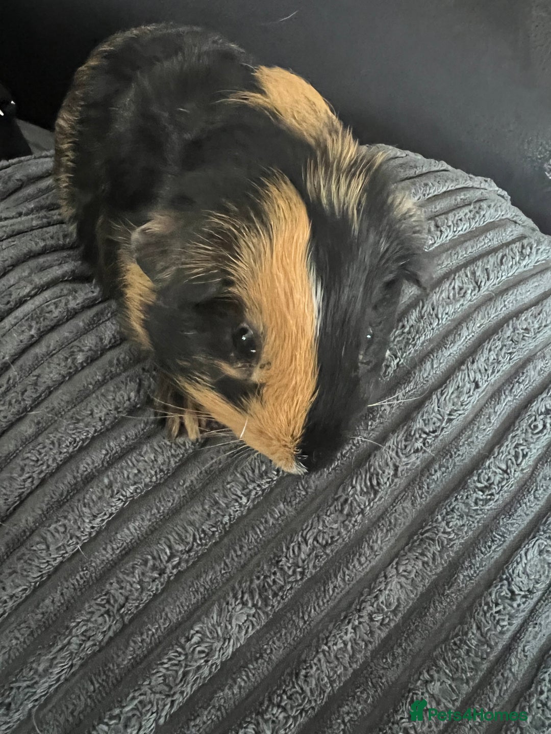 Guinea Pig rodents for sale: beautiful boy and girl  - Image 3