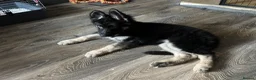 German Shepherd dogs for sale: German shepherd female  - Advert 11