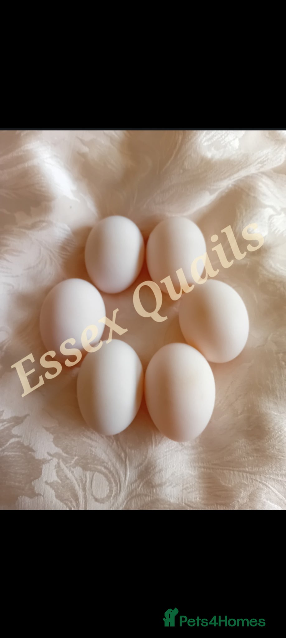 Ducks poultry 6 fertilized pekin duck eggs for sale - Advert 1