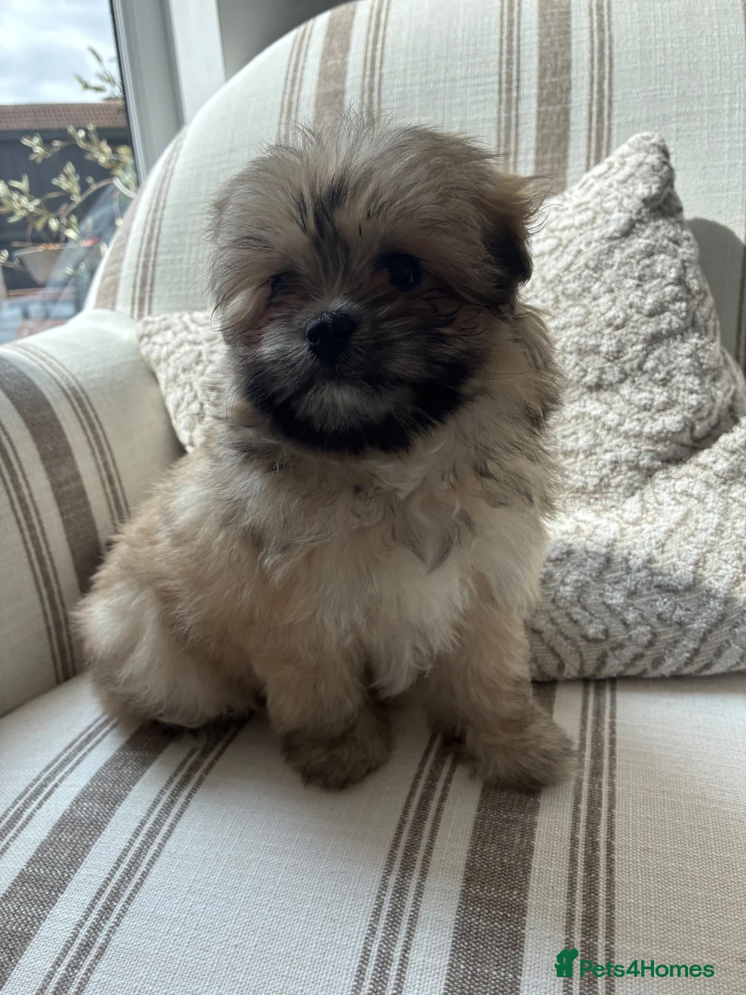 Pomapoo dogs for sale: Miniature Pomeranian sand color  - Advert 2