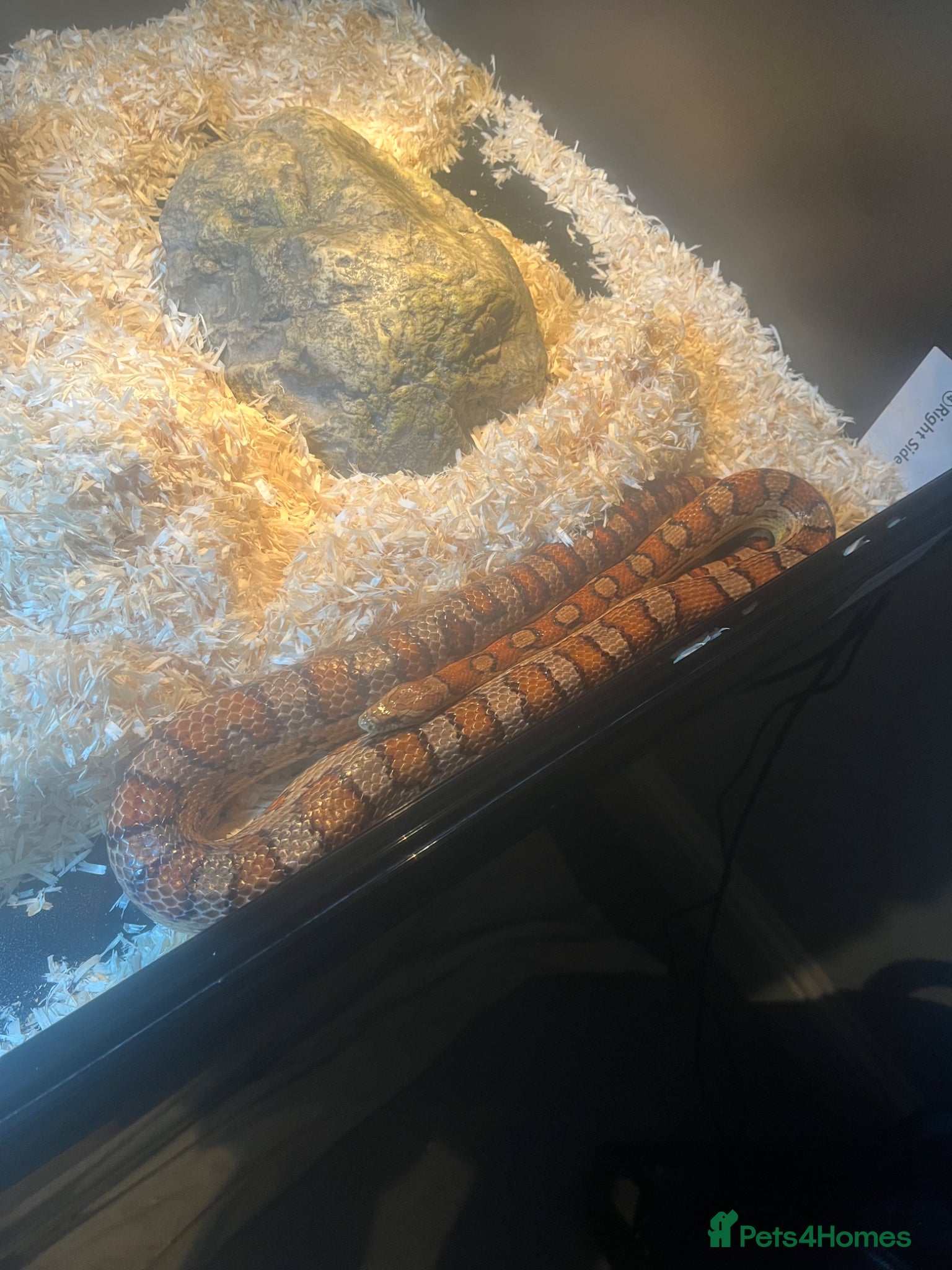 Corn Snake reptiles Corn snake with vivarium  - Advert 2