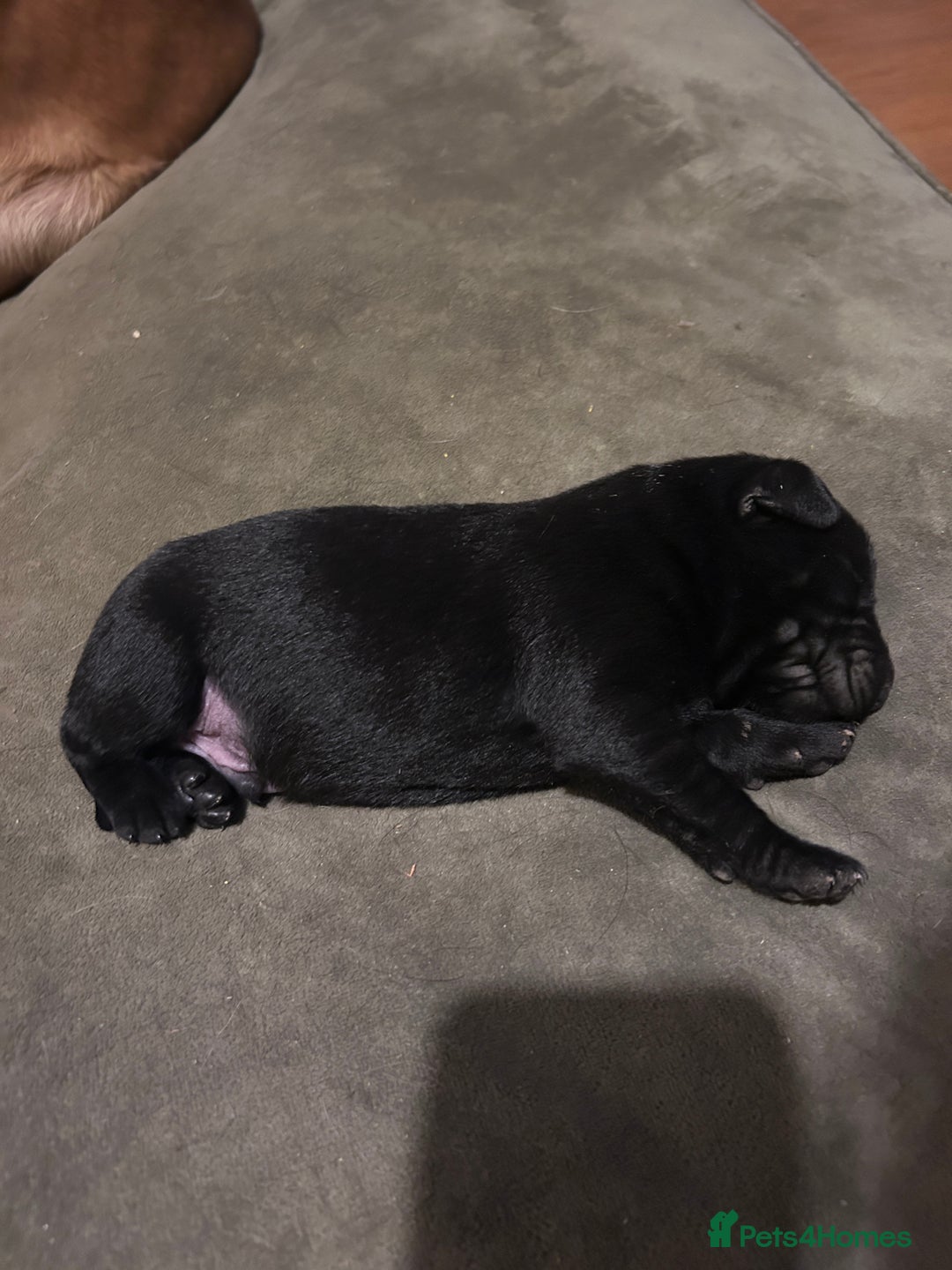 Labrador Retriever dogs for sale: Labrador Puppies - Advert 9