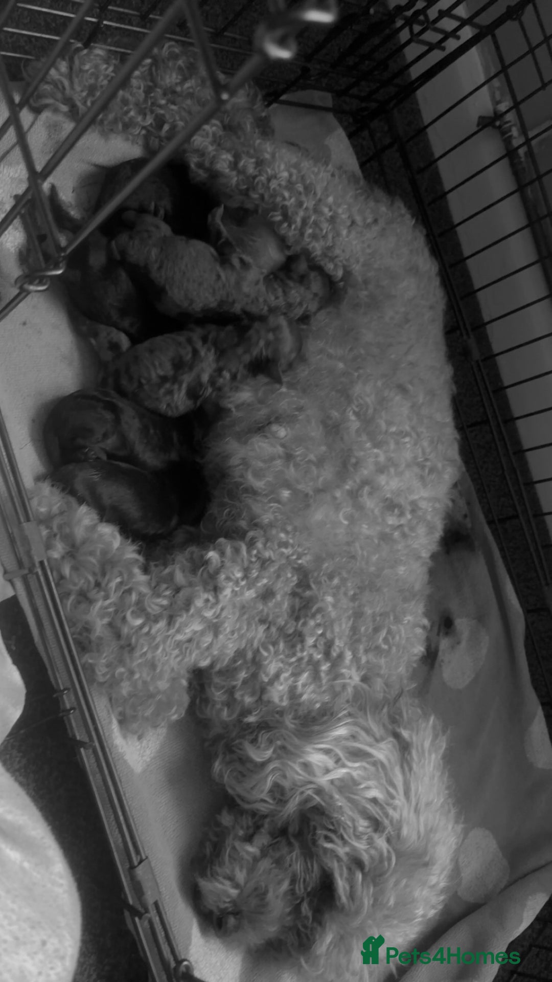 Cockapoo dogs for sale: Cockapoo pups - Advert 7