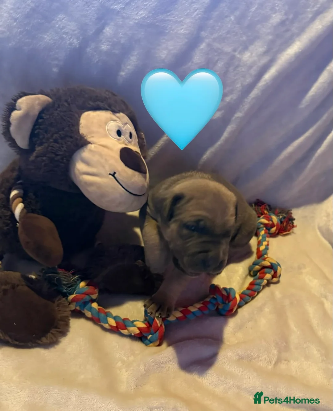 Cane Corso dogs for sale: Cane corso puppies ICCF registered  - Advert 27