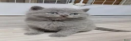 British Shorthair cats for sale: British kittens  - Advert 10