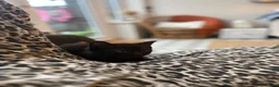 Mixed Breed cats for sale: Black and grey kitten  - Advert 12