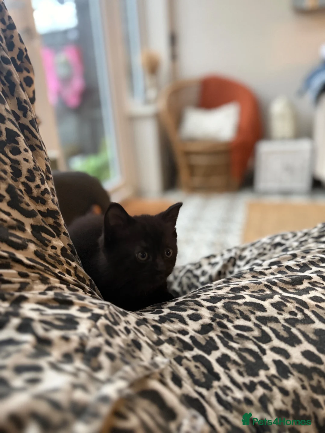 Mixed Breed cats for sale: Black and grey kitten  - Advert 12