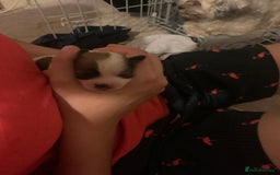 Lhasa Apso dogs for sale: 4 stunning Lhasa  boys  - Image 10