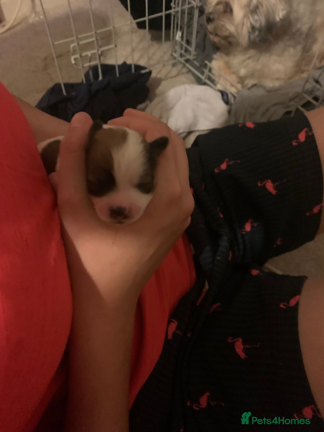 Lhasa Apso dogs for sale: 4 stunning Lhasa  boys  - Image 10