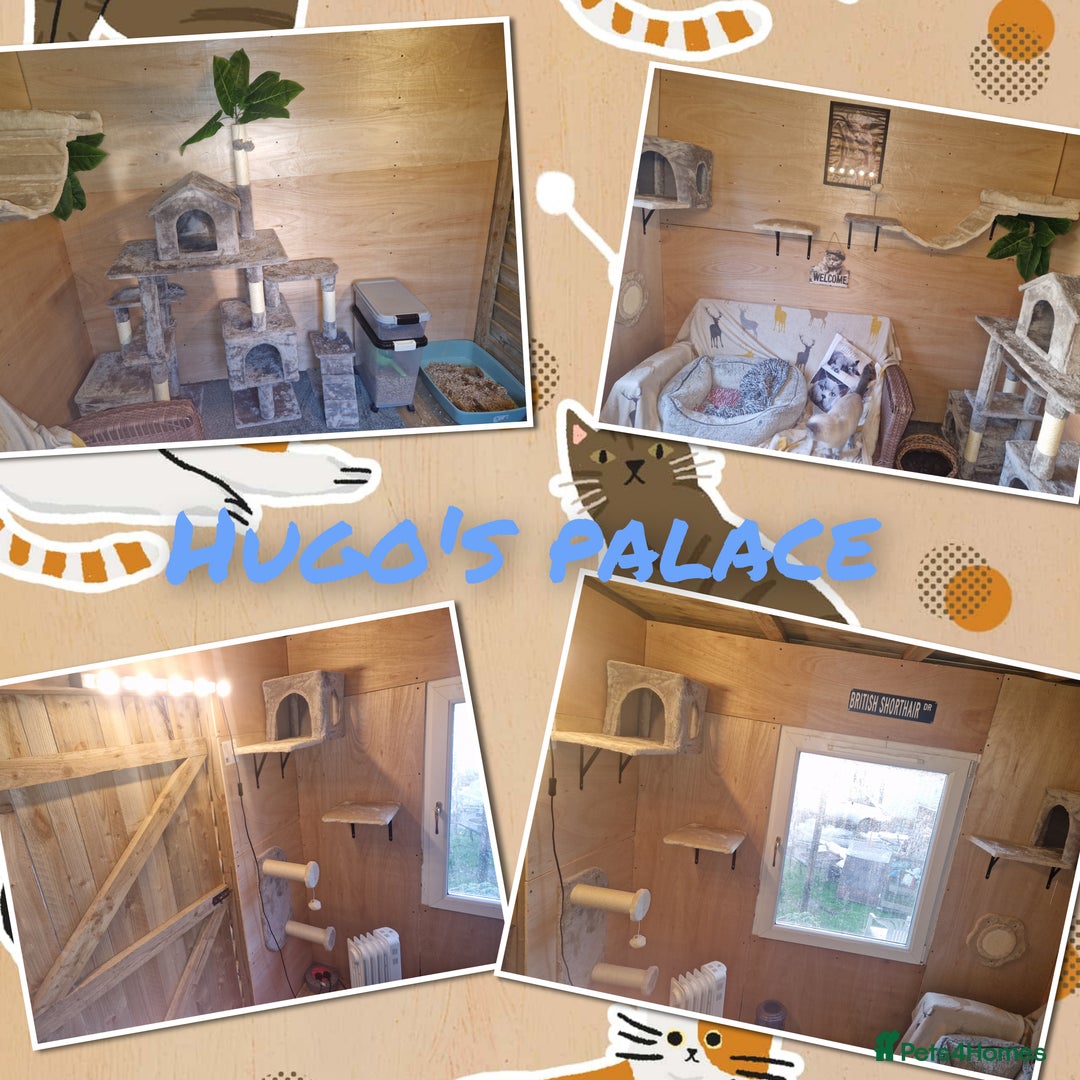 British Shorthair cats for stud: British shorthair for stud.gccf & tica reg  - Advert 3