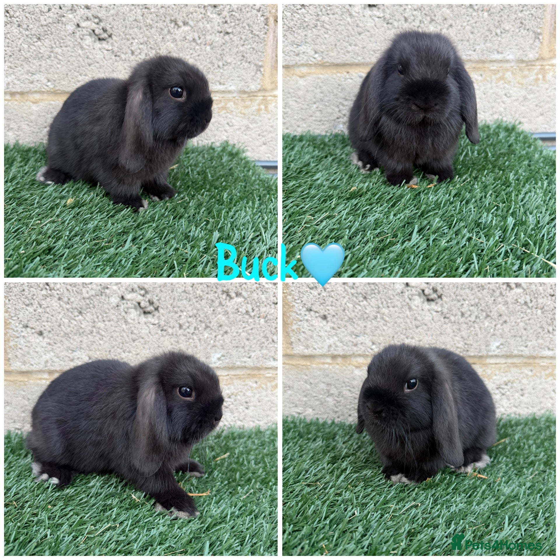 Mini Lop rabbits Pure breed mini lop male and female  - Advert 2