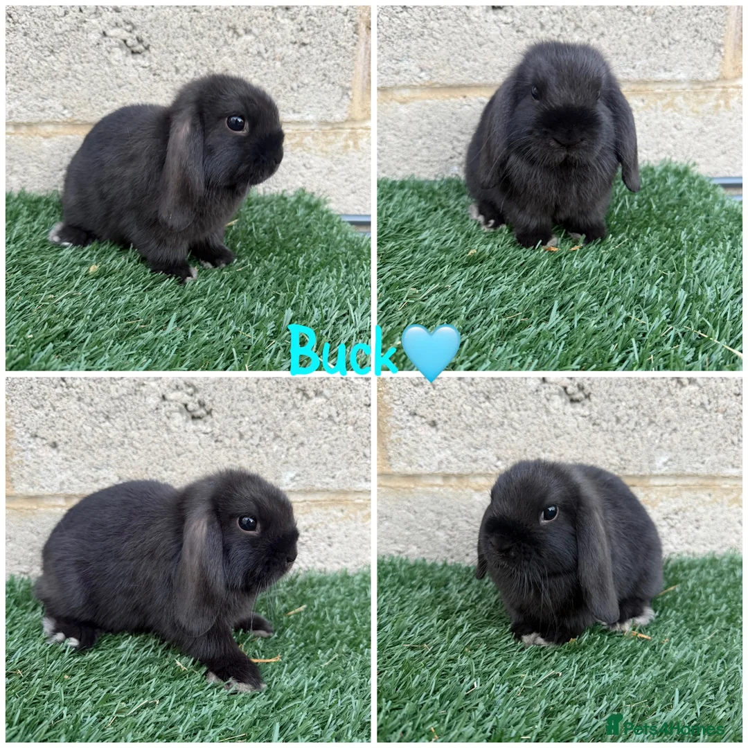 Mini Lop rabbits for sale: Pure breed mini lop male and female  - Advert 7