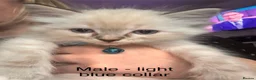 Ragdoll cats for sale: Beautiful Ragdoll Kittens – Ready from 8th July - Advert 3