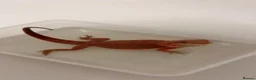 Bearded Dragon reptiles for sale: Red Hypo Leatherback Bearded Dragon - Advert 7