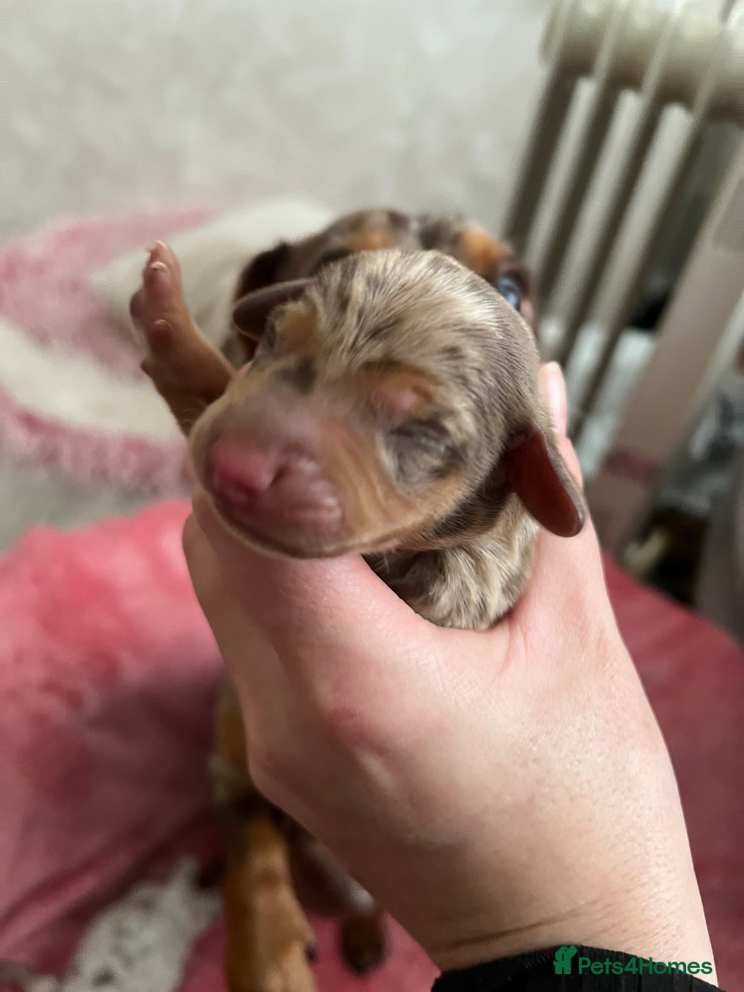 Miniature Dachshund dogs for sale: 💙KC REG💕💕💓Miniature dachshund 💙 - Advert 3