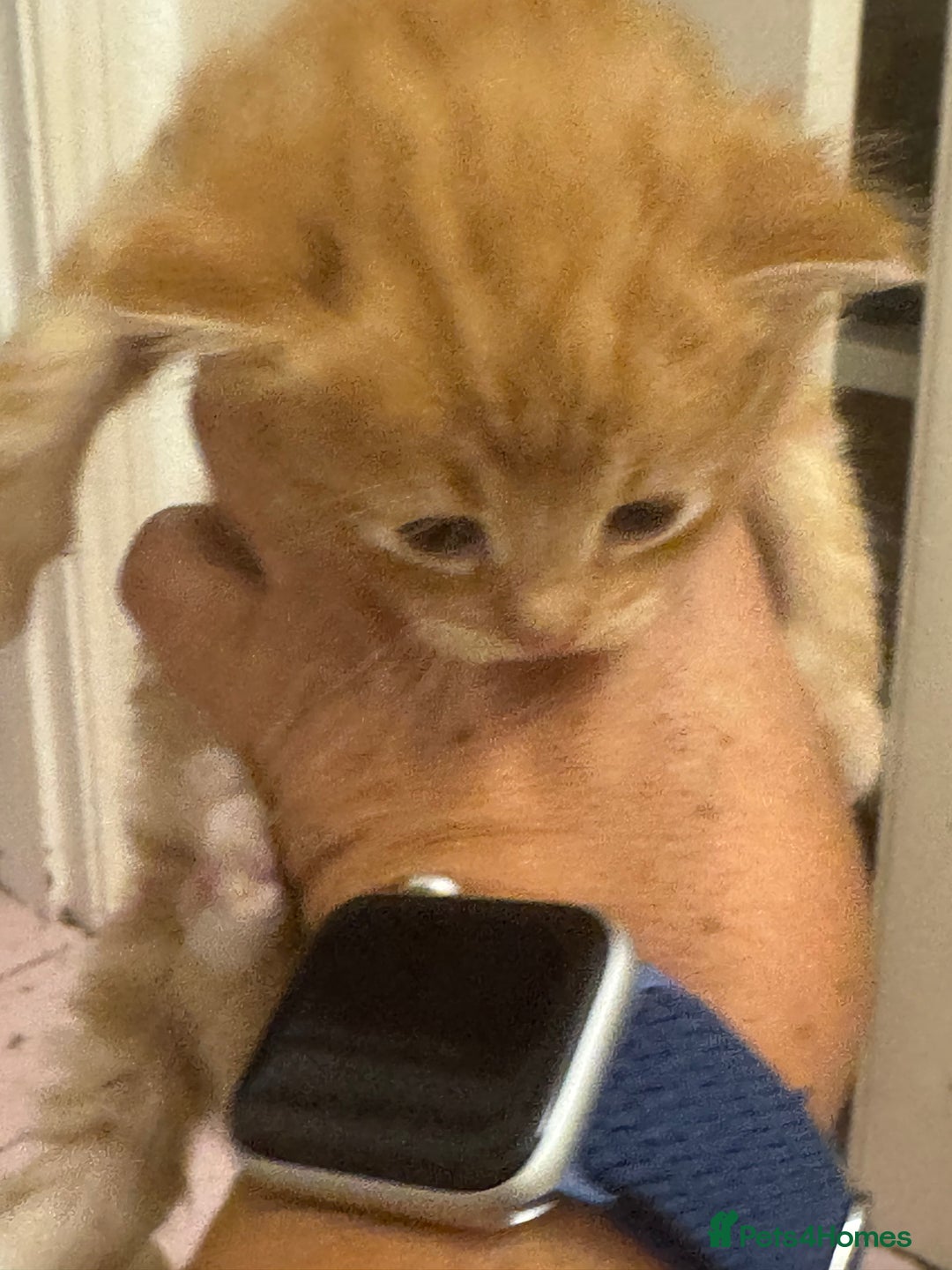Domestic Shorthair cats for sale: Ginger & white kittens - Image 4