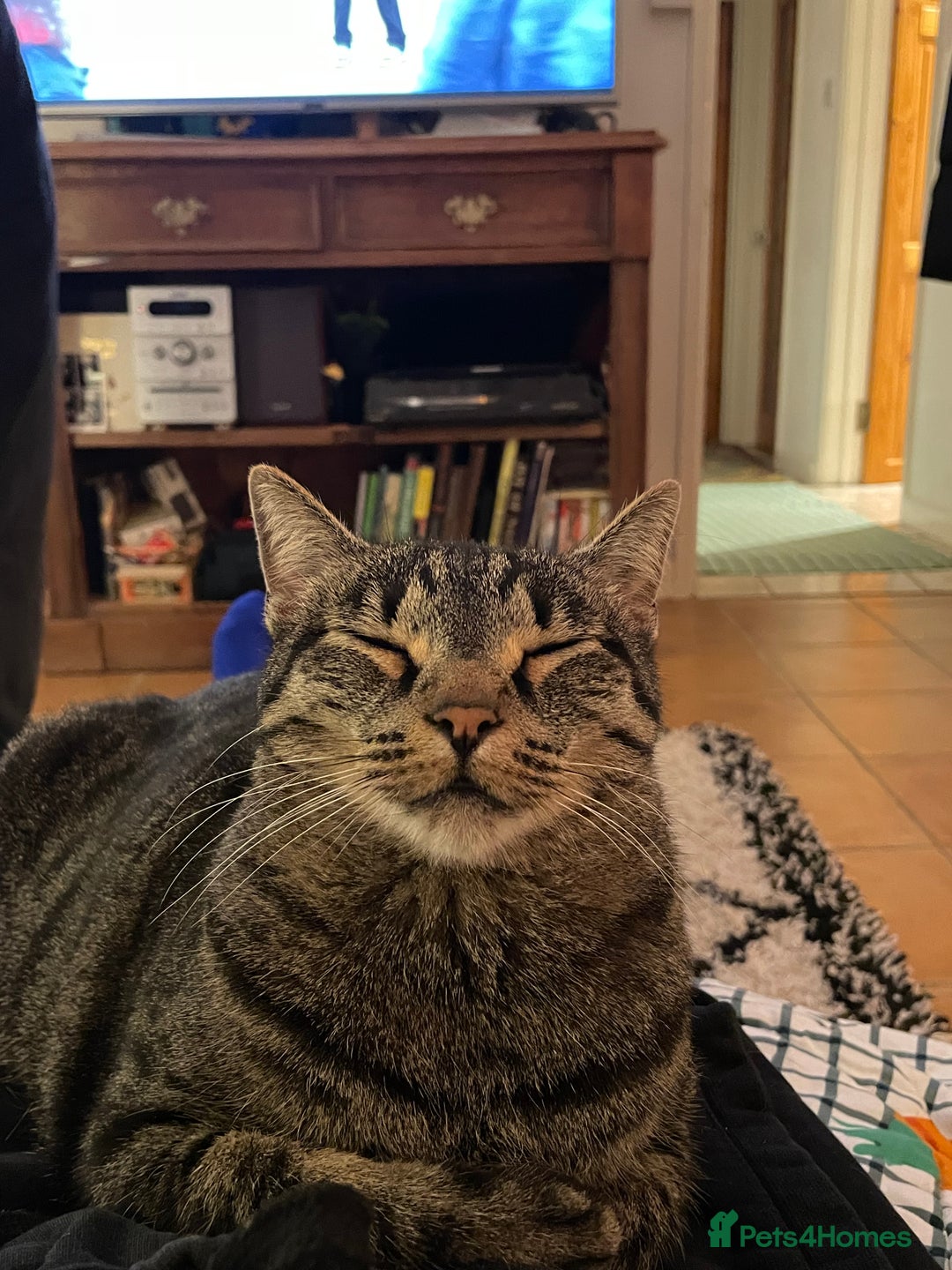 Domestic Shorthair cats for sale: Inigo and Daisy - Advert 4