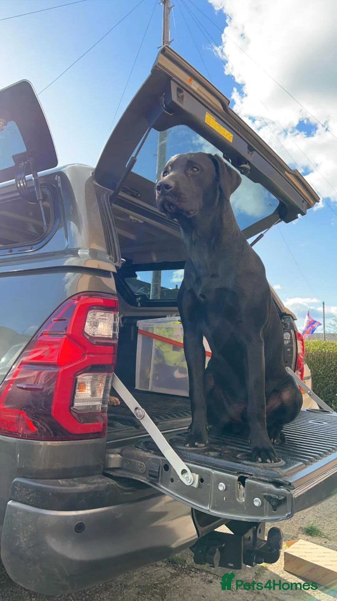 Labrador Retriever dogs for sale: KC Labrador Bitch Puppy ready to leave  - Advert 16