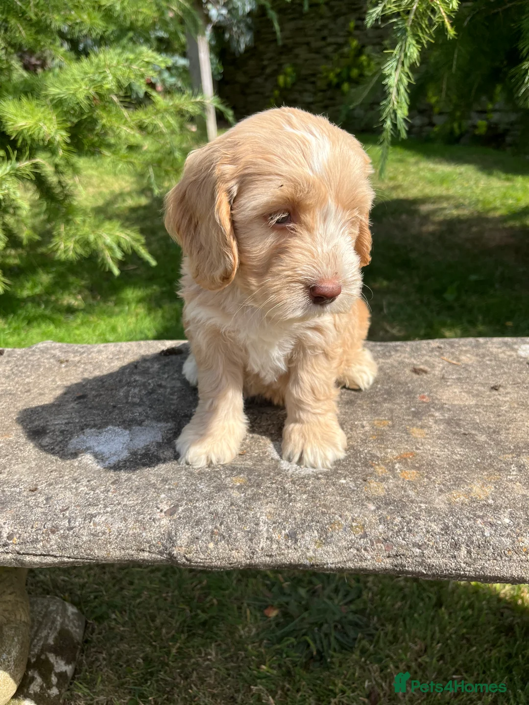 Cockapoo dogs for sale: Cockapoo  - Advert 2