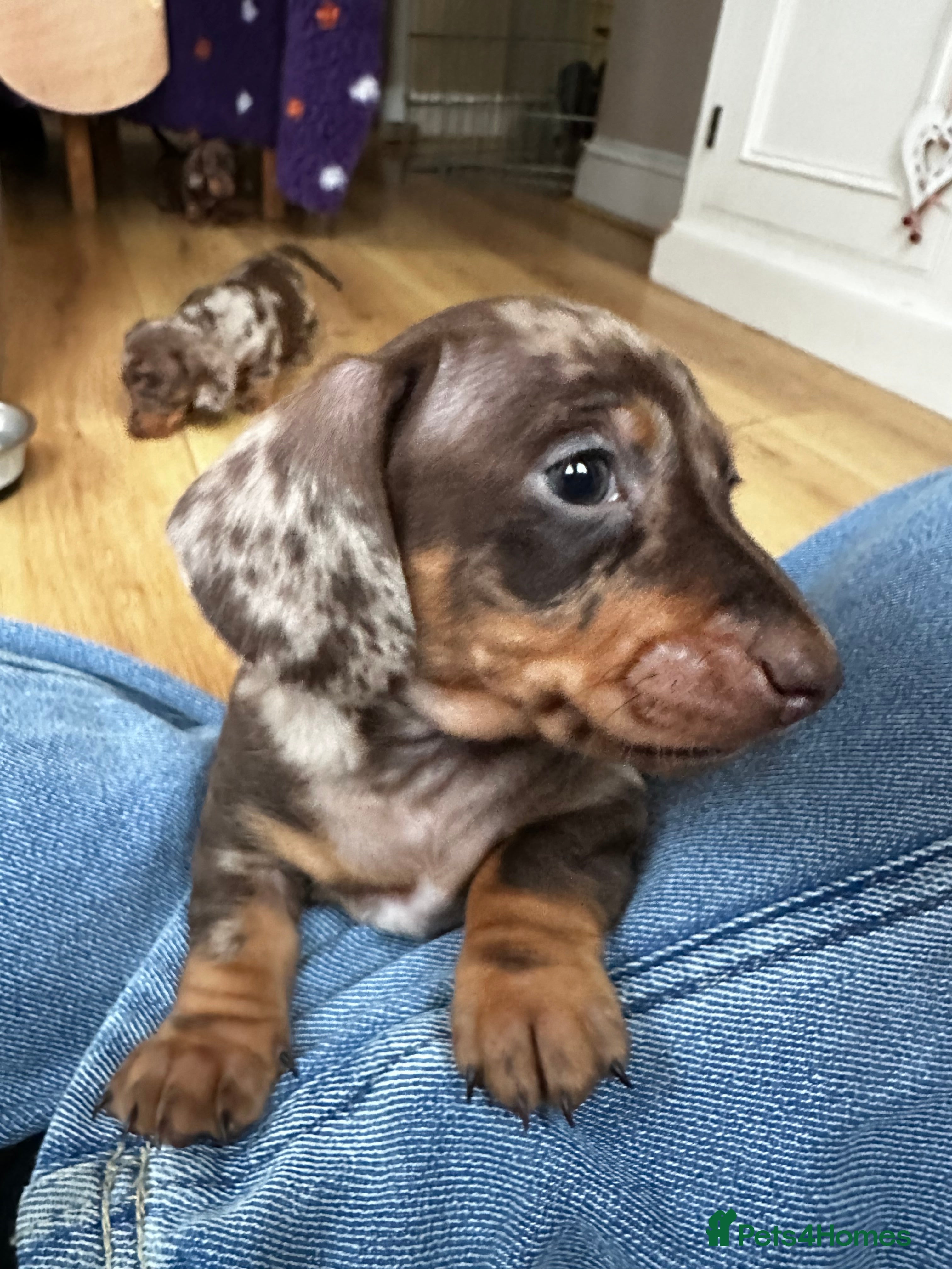 Miniature Dachshund dogs 1 Boy Champion Line KC Miniature Dachshund Puppy  - Advert 4
