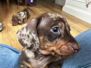 Miniature Dachshund dogs 1 Boy Champion Line KC Miniature Dachshund Puppy - Advert 18