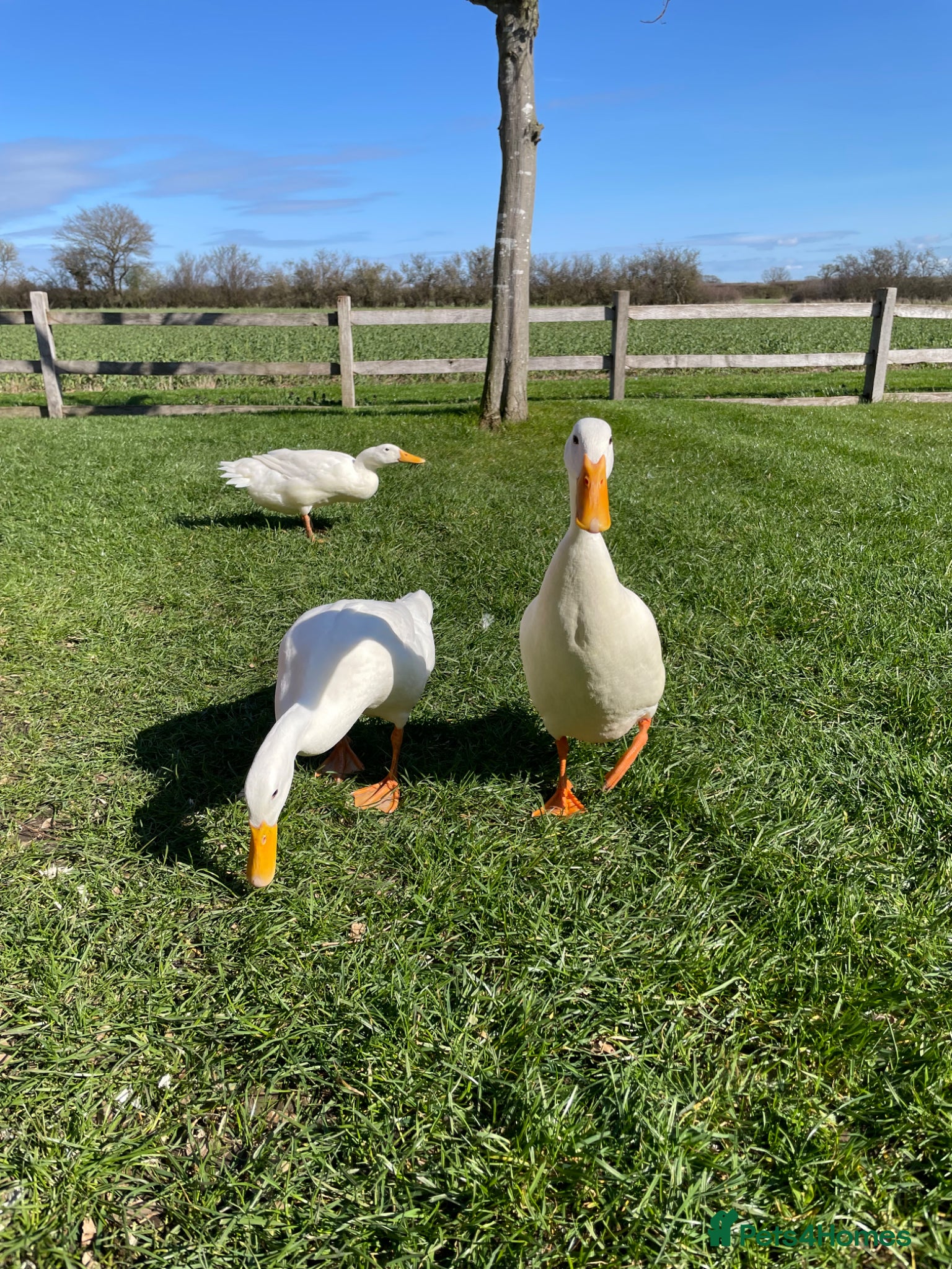 Ducks poultry Pure White Indian Runner Duck Eggs - Advert 1