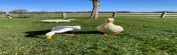 Ducks poultry for sale: Pure White Indian Runner Duck Eggs - Advert 1