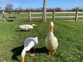 Ducks poultry Pure White Indian Runner Duck Eggs - Advert 1