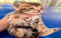 Keetso cats for sale: Stunning golden keetsos  - Image 6